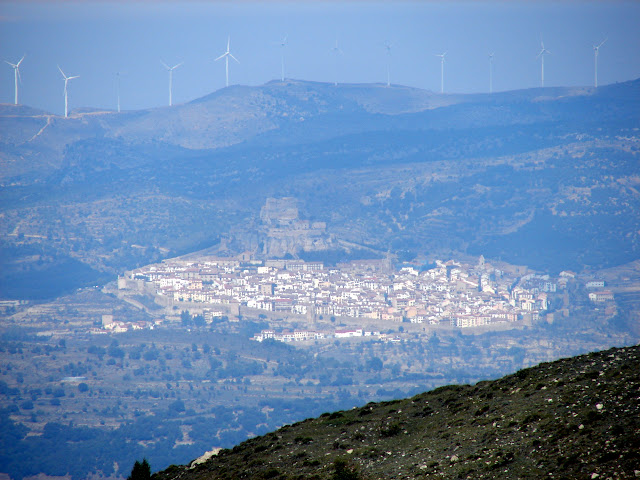 Morella