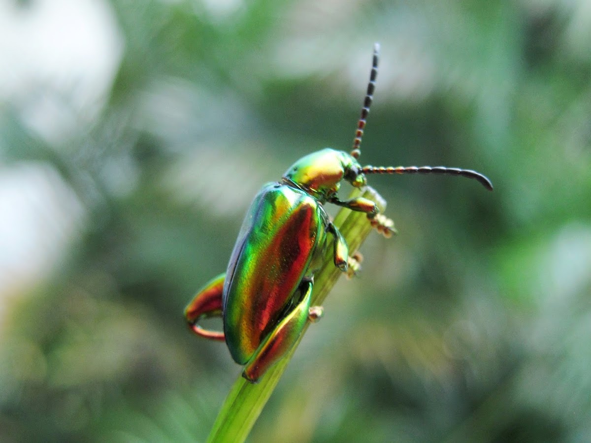 Frog-legged Leaf Beetle