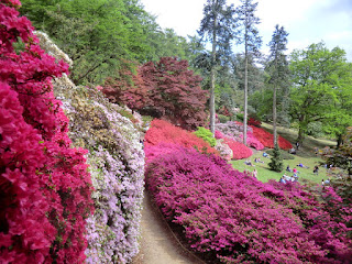 CIMG8071 Kurume azaleas in the Punchbowl, Valley Gardens