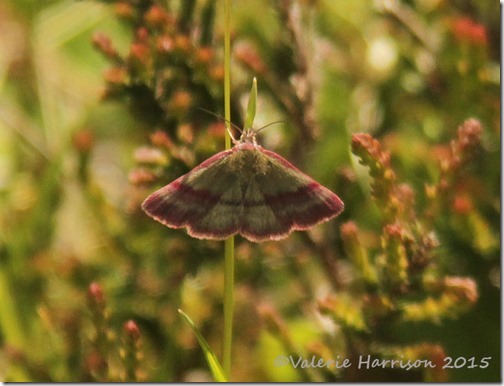 18 Small-Purple-barred-1