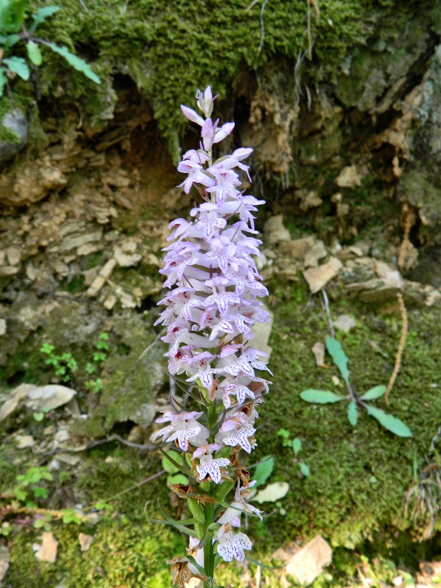 Sack-carrying Dactylorhiza (Δακτυλόριζα η σακκοφόρος)