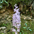 Sack-carrying Dactylorhiza (Δακτυλόριζα η σακκοφόρος)