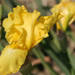 Château d'Auvers : iris jaune