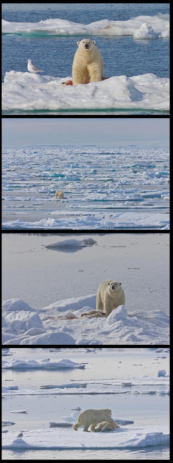 Gambar Beruang Polar Kanibal : Akibat Kesan Rumah Hijau 