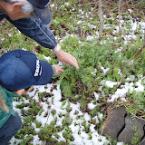 野草を採取して食べてみよう 2010.04.17
