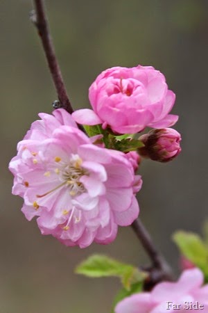 Double blooms