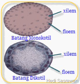 xilem dan floem