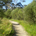 Very well managed the track weaves its way beside the creek (41685)