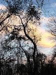 Gnarled, silhouetted trees at sunset, Sky Meadows State Park in Virginia.