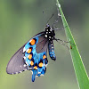 Pipevine Swallowtail