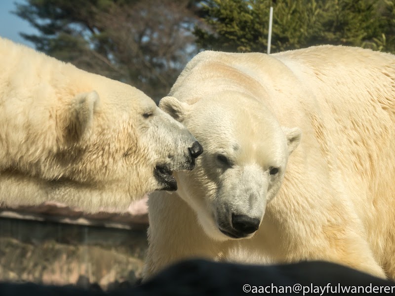仙台市八木山動物公園201803 yagiyama (19 - 62).jpg