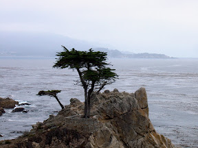 The Lone Cypress