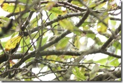 Yellow-browed Warbler