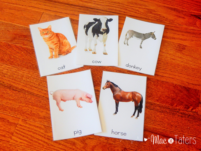 montessori animal cards3