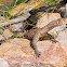 Mertons Water Monitor