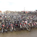 did I mention the amount of bicycles in Amsterdam? in Amsterdam, Netherlands 