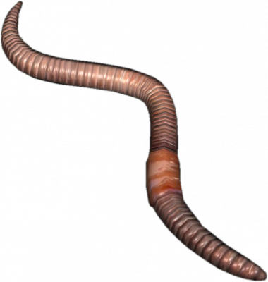 파일:external/hydra-media.cursecdn.com/380px-Earthworm.png