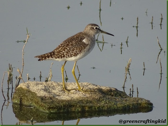 Wood Sandpiper