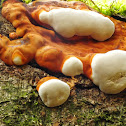 Tinder fungus