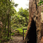 Large old tree trunk at intersection of Gap Creek Falls and Forest Walk in the Watagans (323870)