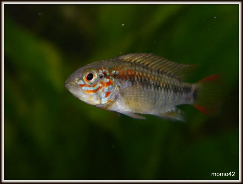 apistogramma viejita DSCN7245