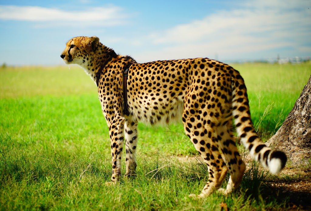 cheetah, ostrich, jiraffe and cub interaction at Lion Park, Johannesburg