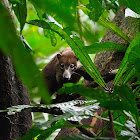 Coatí (White-nosed coati)