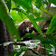 Coatí (White-nosed coati)