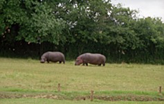 2000.06.12-136.15 hippopotames