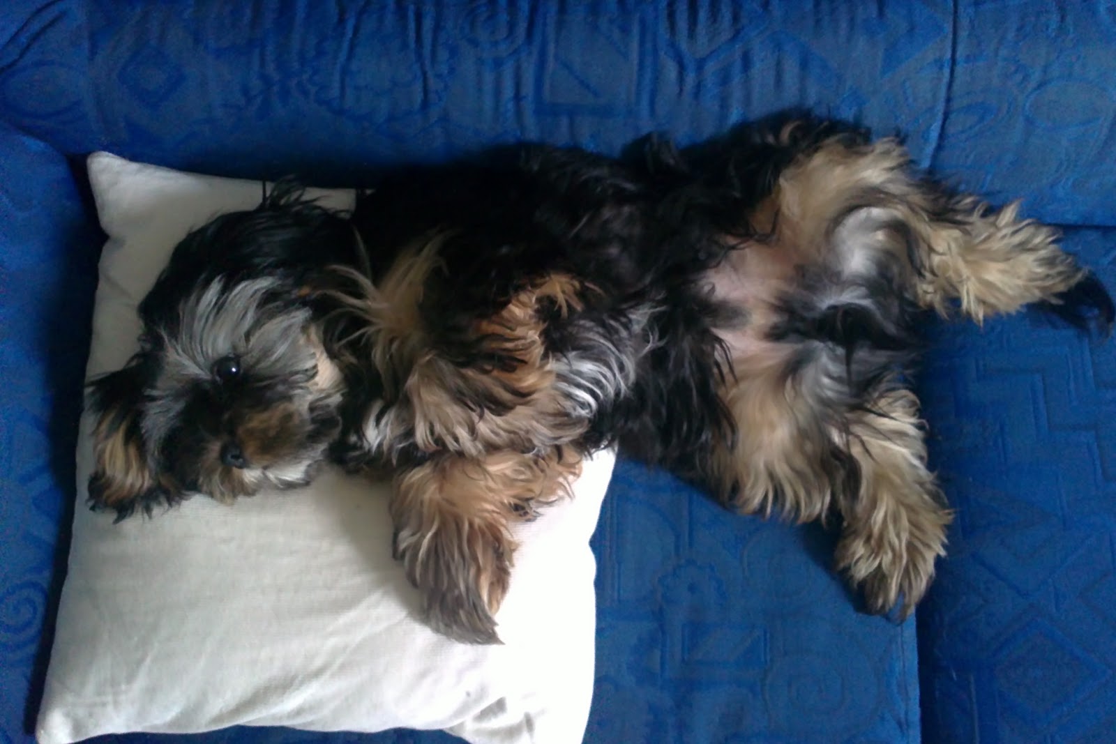 Enzo5 Indy Cavalier Spaniel x Yorkie puppy Belly 2.0