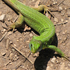 European Green Lizard