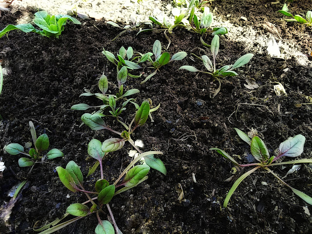 Organic spinach sprout. 越冬するほうれん草