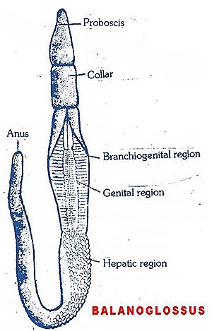 belanoglasus-diagram