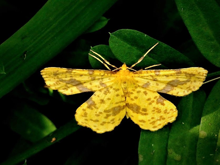 False crocus geometer