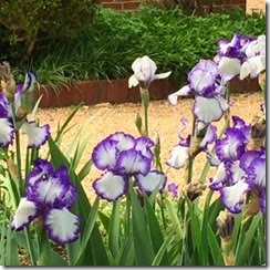 Yorktown irises