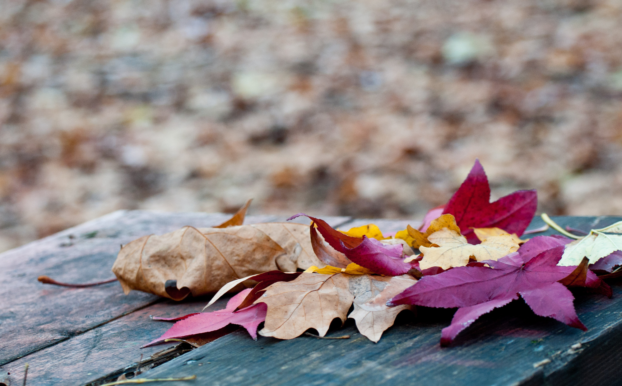 Colori dell'Autunno di LeoSfo