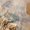 Mountain frog