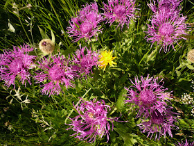 Centaurée monocéphale, Centaurea uniflora, famille: Astéracées. Centauree monocephale, Centaurea uniflora Asteracees 2.JPG