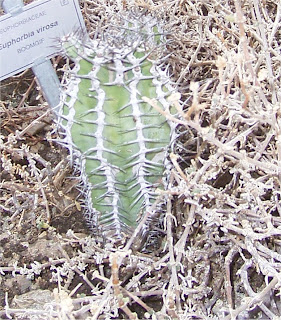 Euphorbia virosa