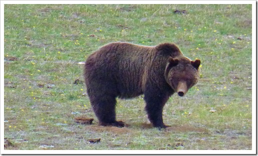 Grizzly Bear, near Old Faithful Exit, Yellowstone May 7, 2016