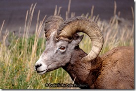 Trophy Ram