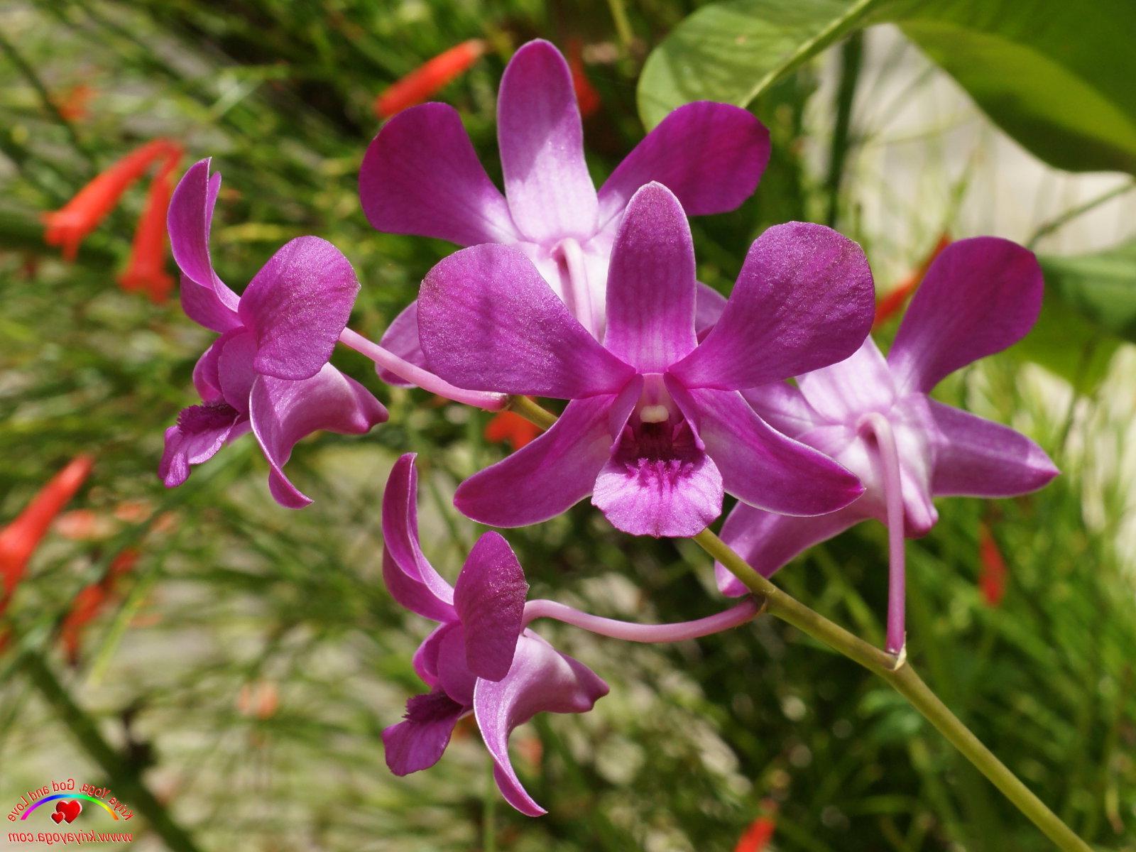 purple orchid wedding save the date