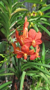 Orchid 4