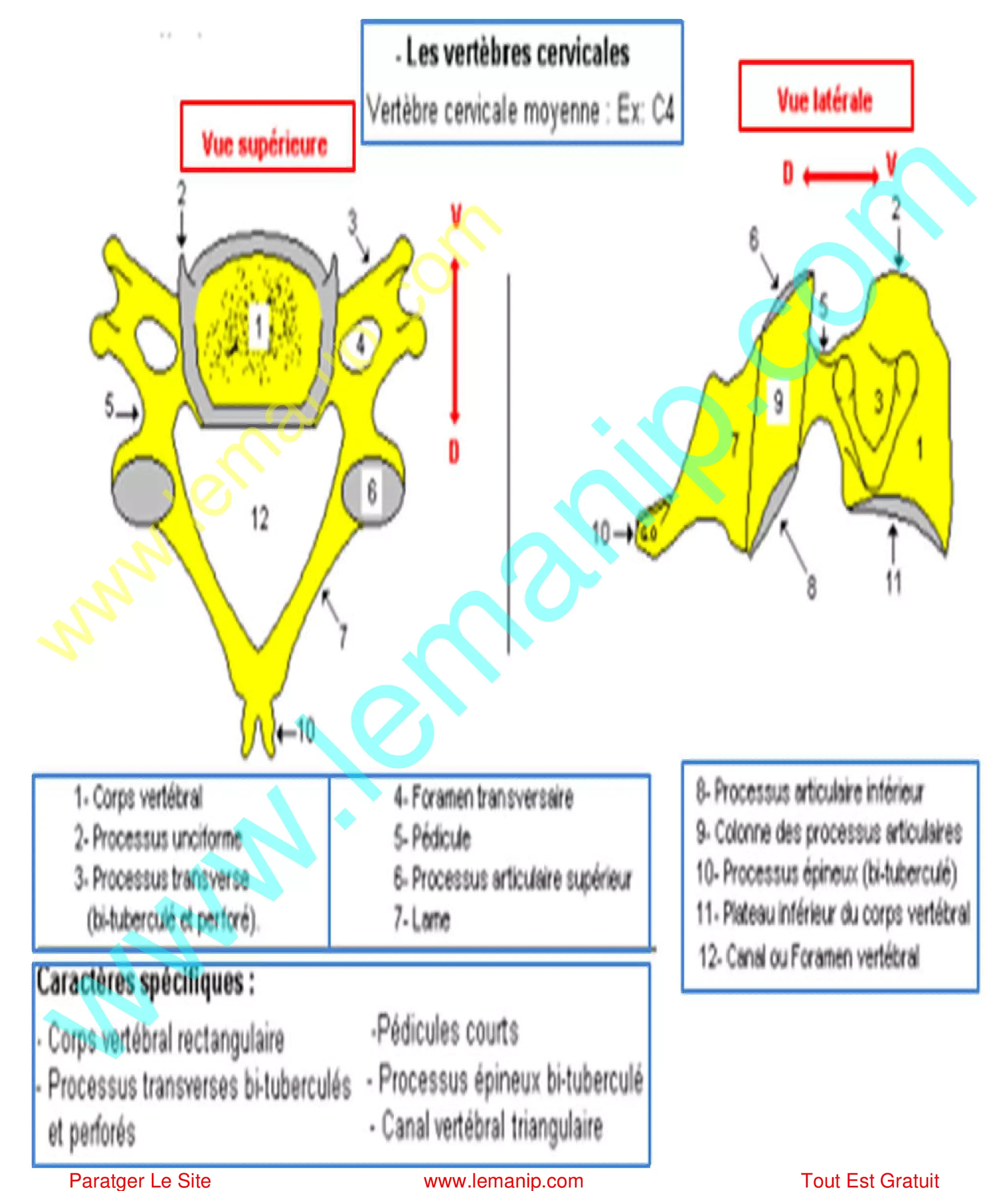 Vertèbre moyenne rachis cervical C4