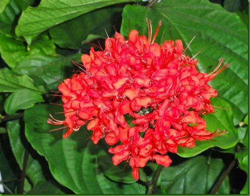 Clerodendrum-speciosissimum_thumb[1]