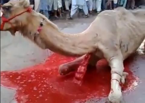 camel+kill+2.JPG