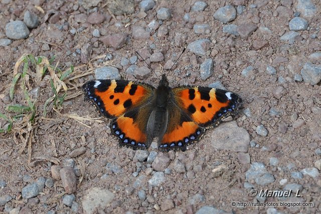 Fauna del Parque Natural de Redes