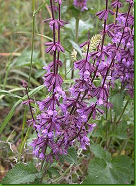 Salvia judaica