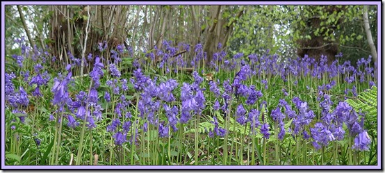 1902bluebells2