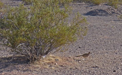 Road Runner